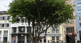 Baum der Hoffnung